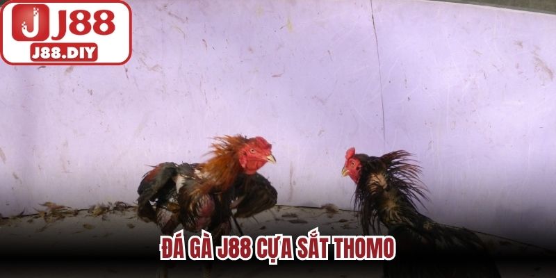 Đá gà J88 cựa sắt Thomo